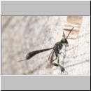 Gasteruption cf assectator - Gichtwespe w03.jpg